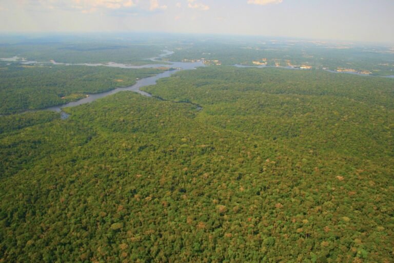 Amazon Gateway Guide: Manaus vs Iquitos vs Leticia