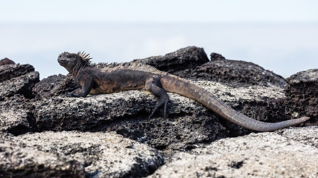 Galapagos Travel Guide 2026: Entry Fees and a 7-Day Route