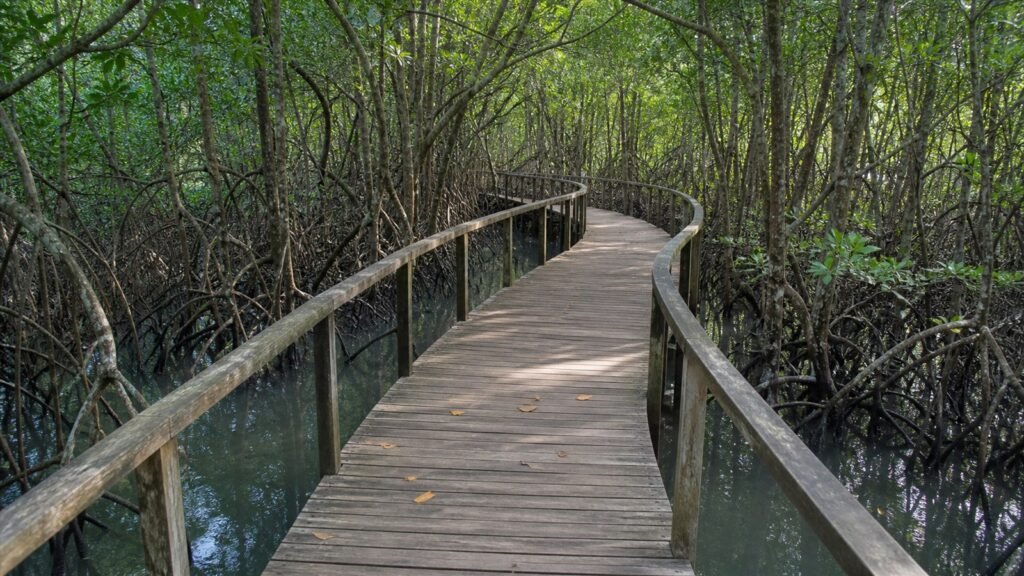 ممر خشبي عام في Old Point Mangrove Park بين ظلال المانغروف وماء ساكن