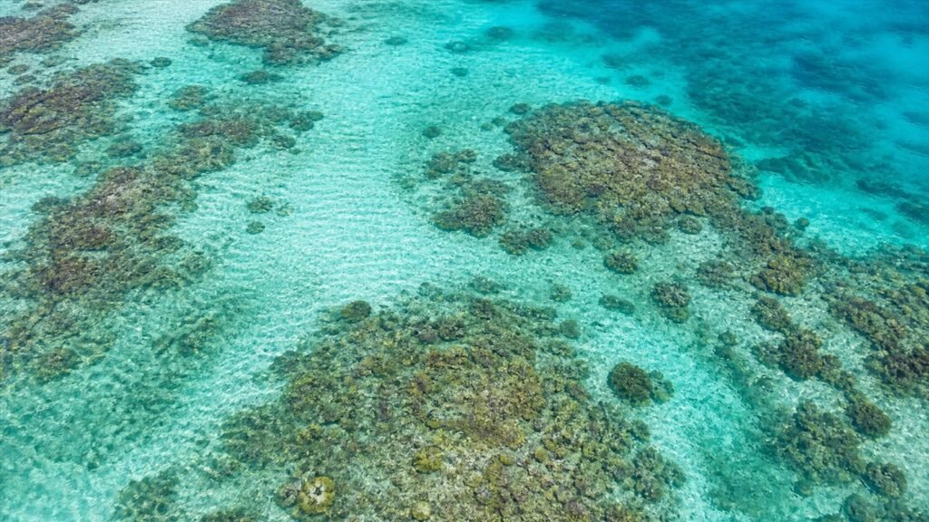 مياه ضحلة صافية فوق رمل ورقع شعاب في محمية Seaflower من دون سباحين يلمسون القاع